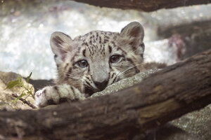 snow leopard.jpg?alias=